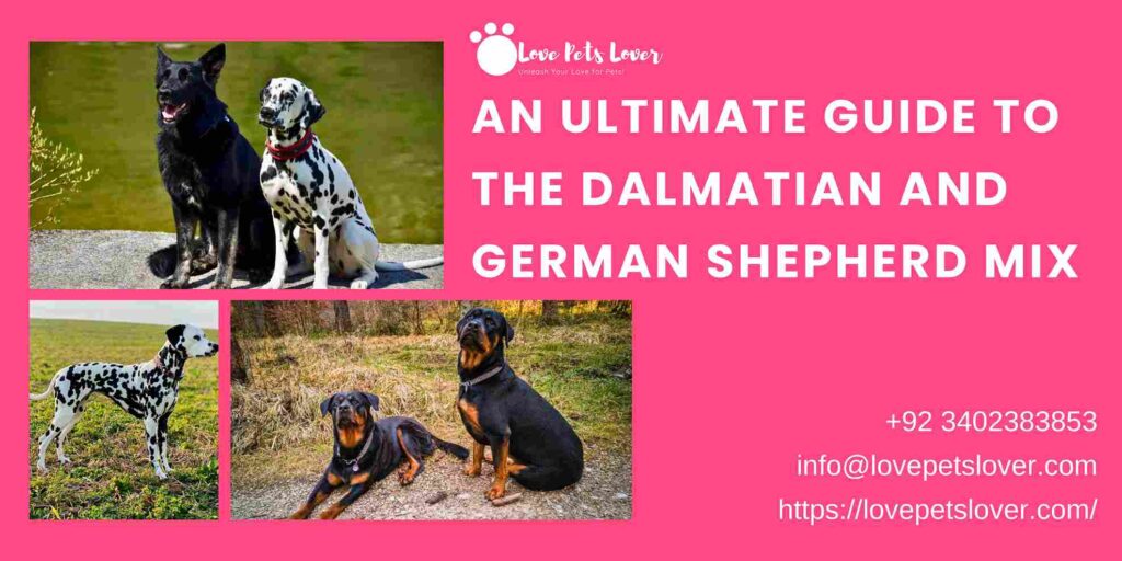 An Ultimate Guide to the Dalmatian and German Shepherd Mix