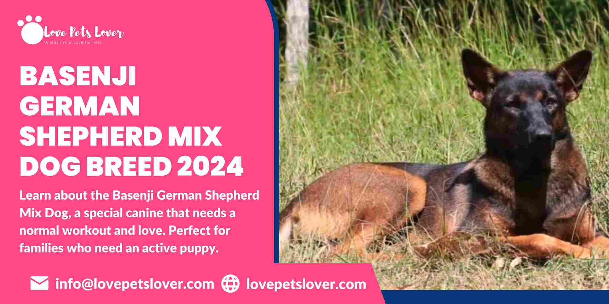 Basenji German Shepherd Mix Dog Breed 2024