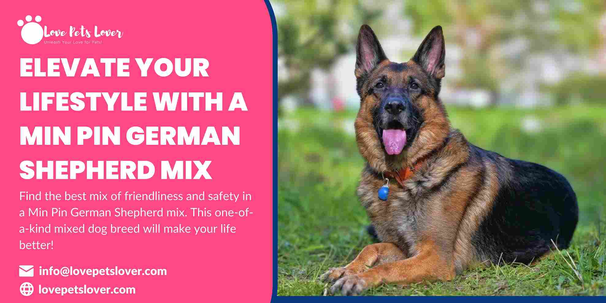 Best Guide for Min Pin German Shepherd Mix