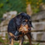 Bloodhound German shepherd mix puppies