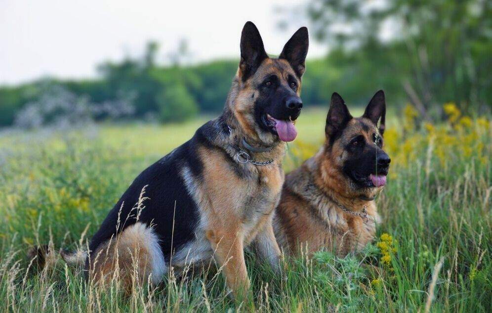 Bloodhound shepherd mix dog