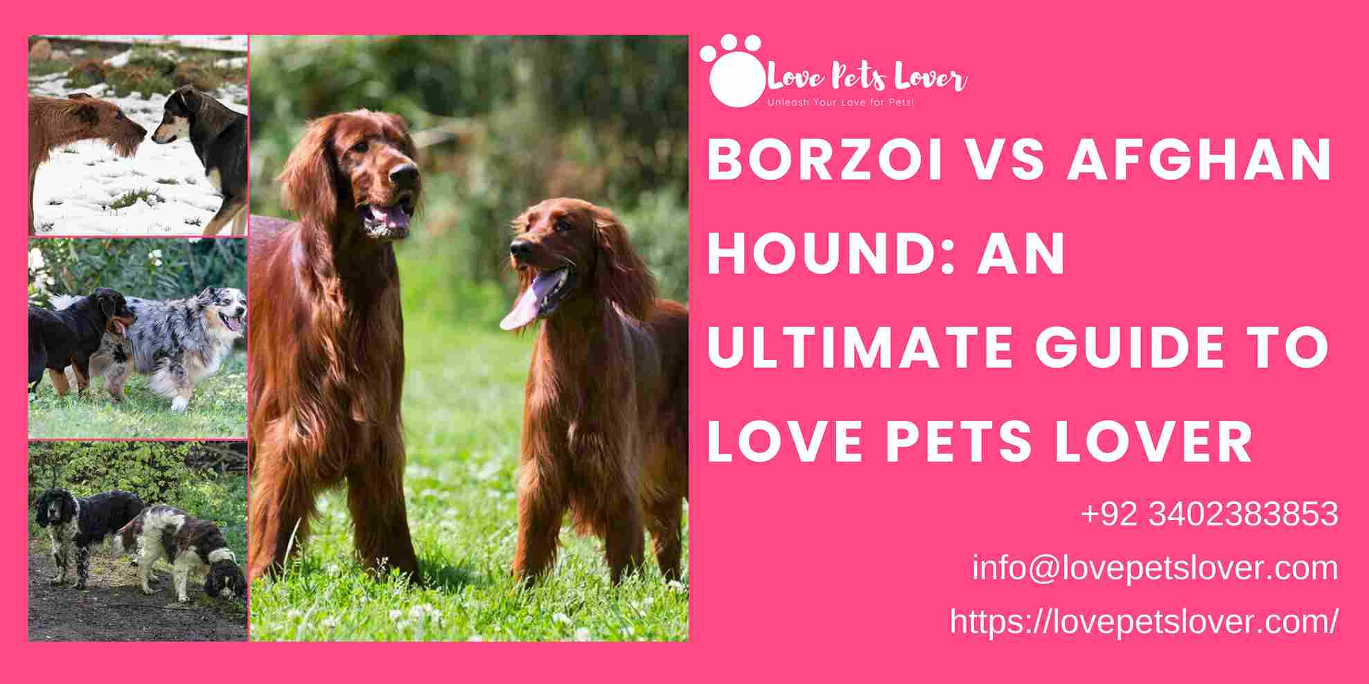 Borzoi vs Afghan Hound: An Ultimate Guide to Love Pets Lover