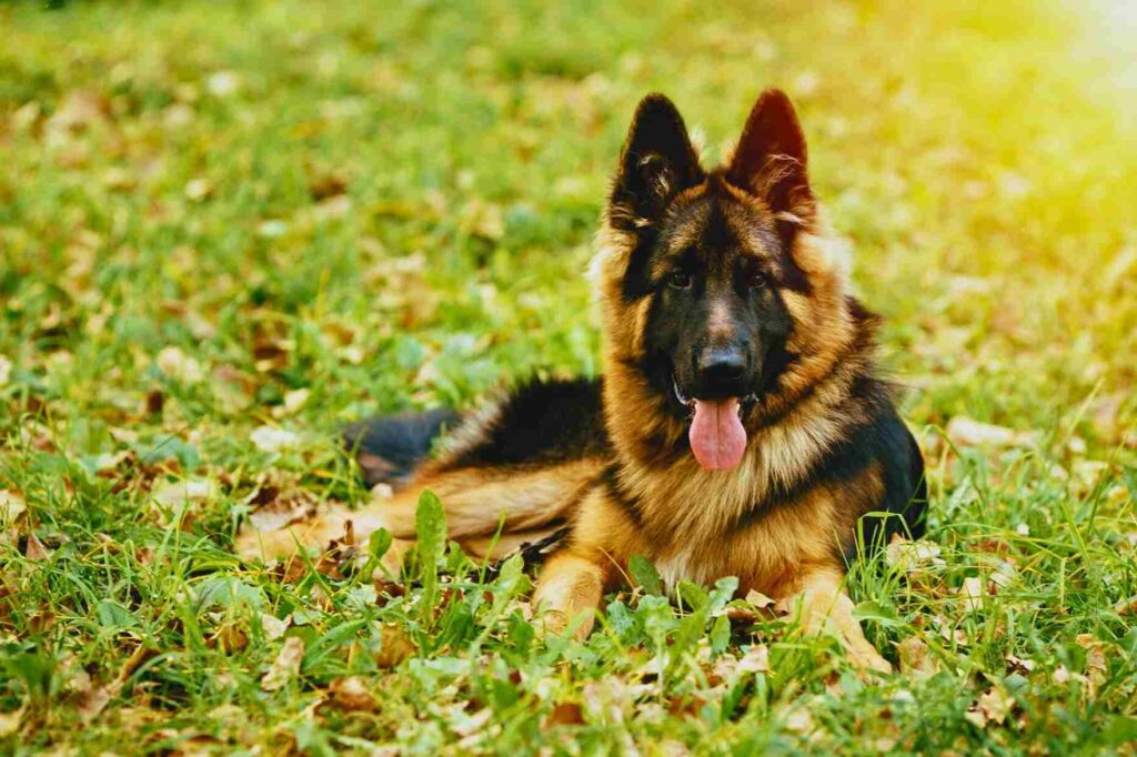 Dachshund German Shepherd Mix Dog Breed