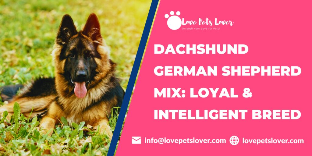 Dachshund German Shepherd Mix: Loyal & Intelligent Breed