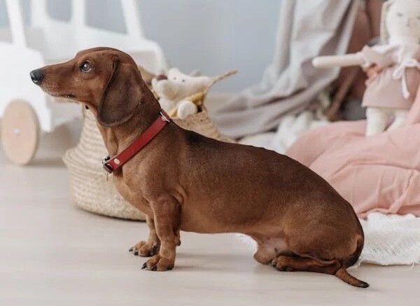 Double Dapple Dachshun Dog Breed Overview