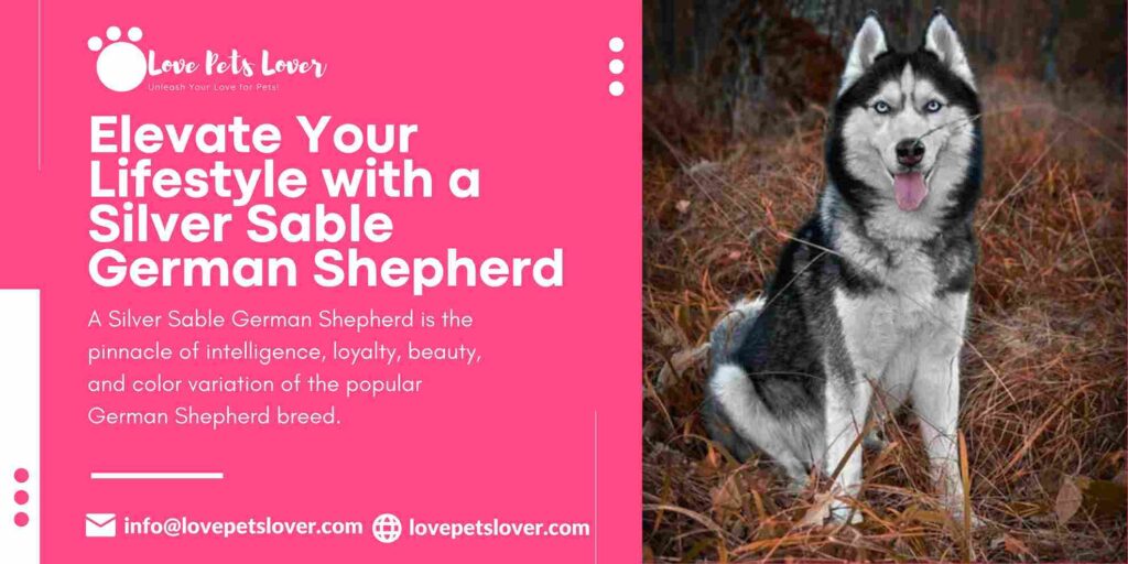 Elevate Your Lifestyle with a Silver Sable German Shepherd