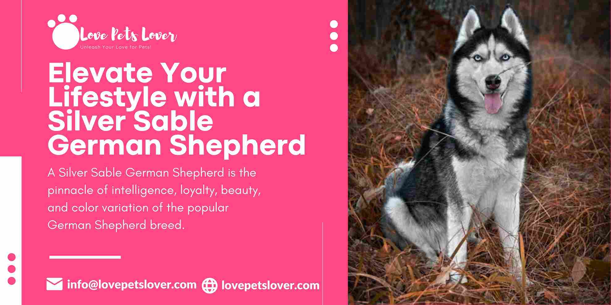 Elevate Your Lifestyle with a Silver Sable German Shepherd