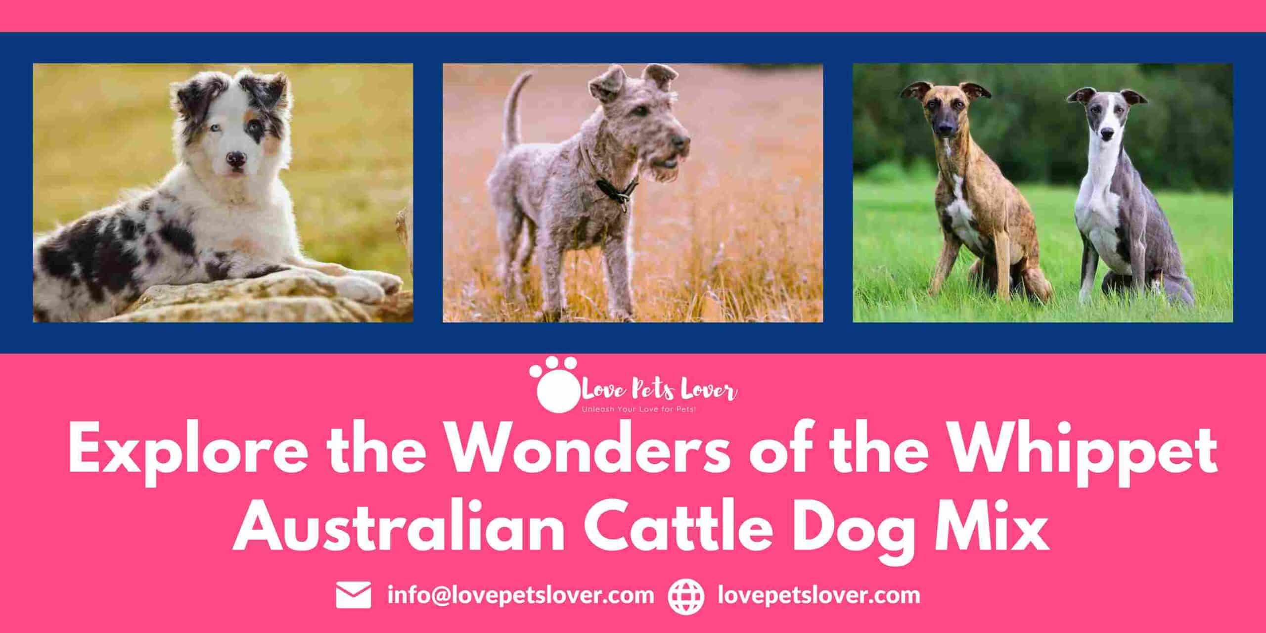 Explore the Whippet Australian Cattle Dog Mix