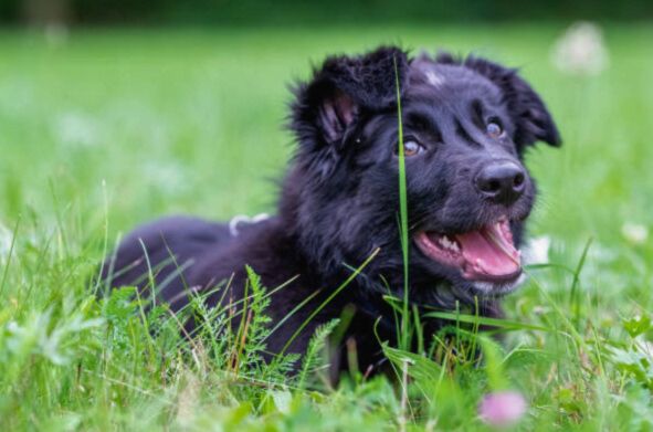 Training of German Shepherd and Newfoundland mix puppy