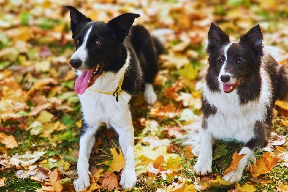 German shepherd Dalmatian mix puppies