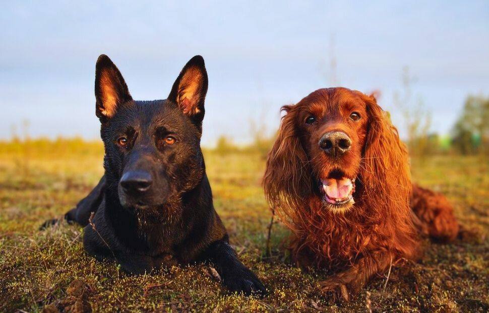 German shepherd and bloodhound mix dog