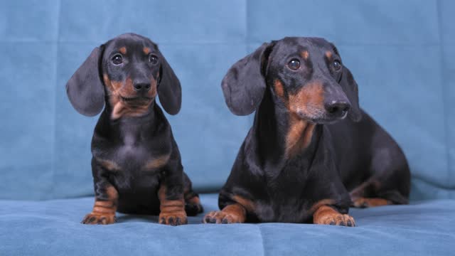 Adult and young obedient dachshund dogs looking around curiously, lying on sofa and patiently waiting for feeding or walking. Puppy repeats after older one, accepting his authority.