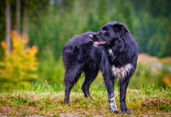 Exercise of german shepherd Newfoundland 