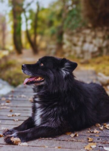 Lifespan of  Newfoundland and shepherd mix