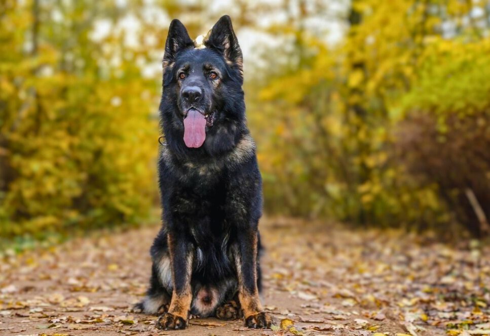 Breed Overview of Newfoundland German shepherd dog mix