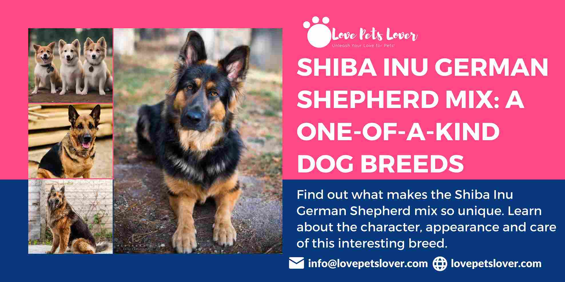 Shiba Inu German Shepherd Mix: A One-of-a-Kind Dog Breeds