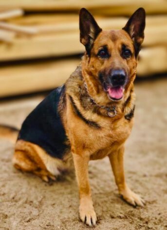 Shiba Inu and German Shepherd mix dog
