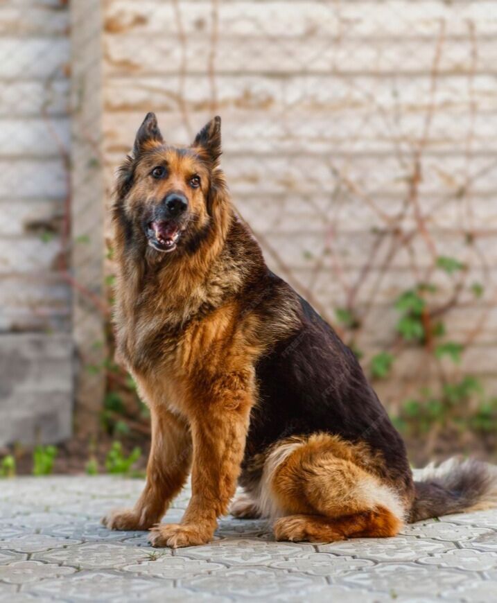 Shiba shepherd mix dog