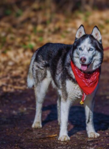 Silver sable German shepherd dog