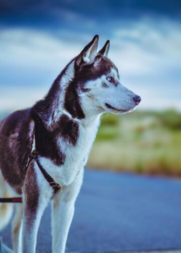 silver black german shepherd dog