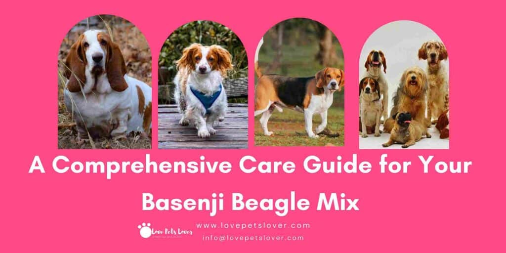 A Comprehensive Care Guide for Your Basenji Beagle Mix