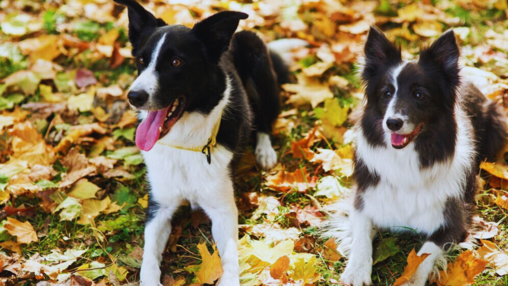 Basenji Border Collie Mix