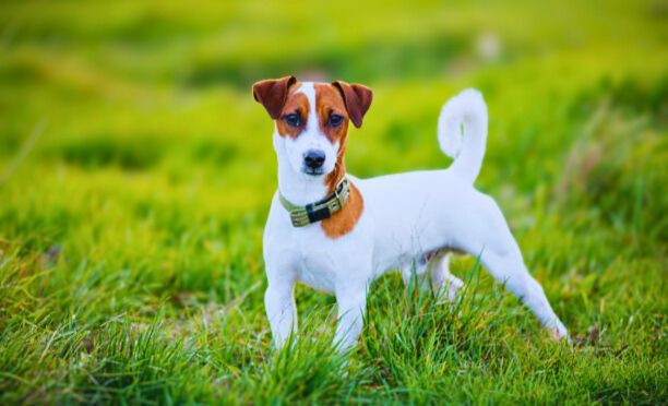 Basenji Jack Russell Terrier Mix Dog