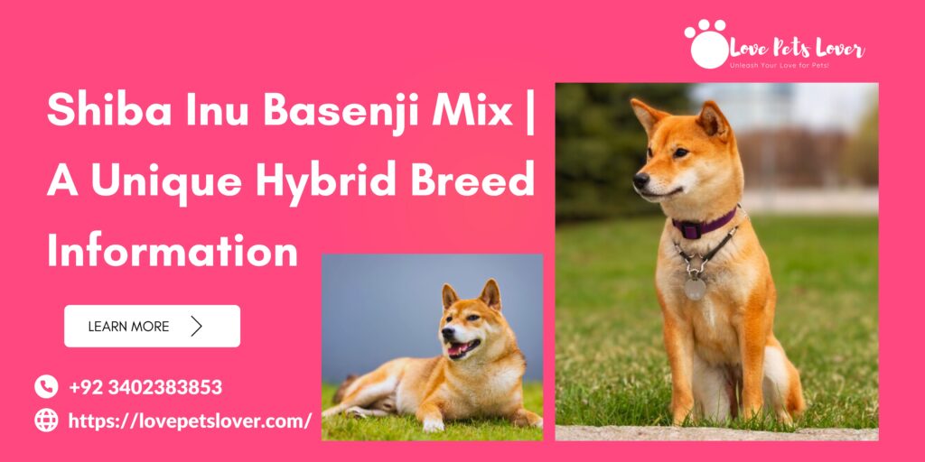 Shiba Inu Basenji Mix A Unique Hybrid Breed Information