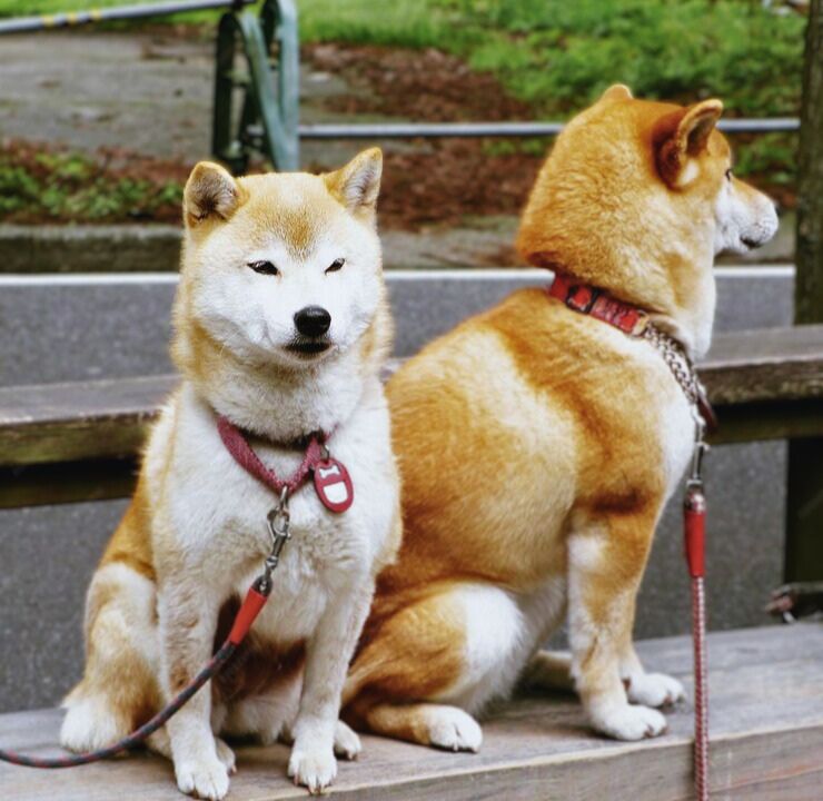 Shiba Inu and Basenji Dog