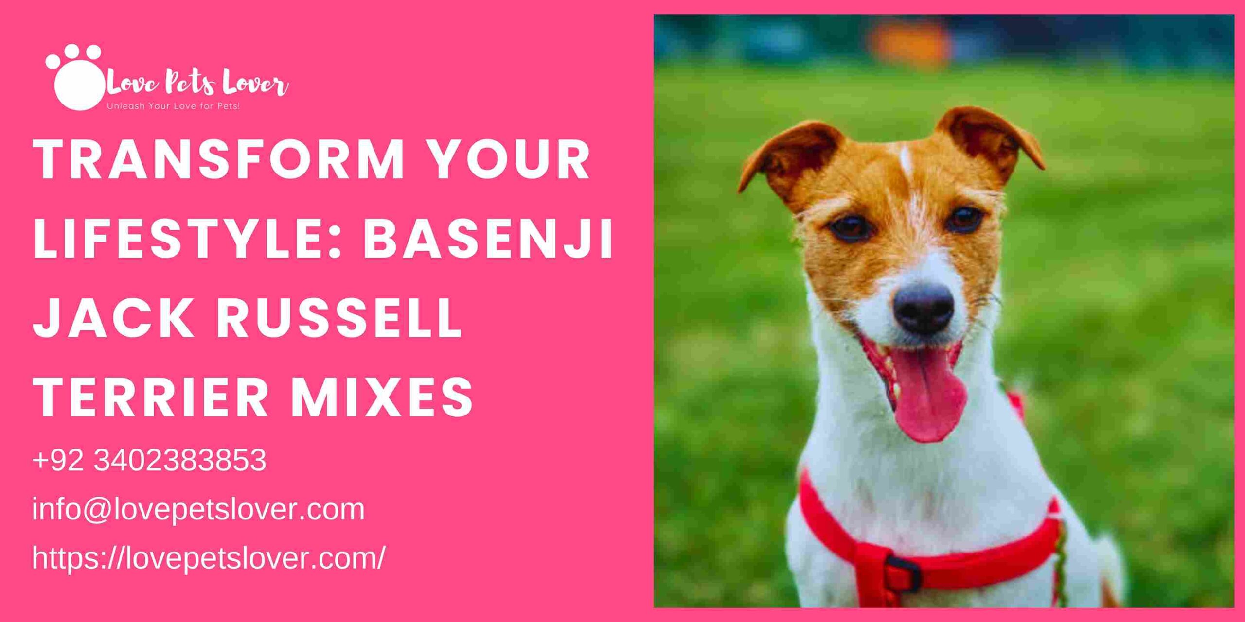 Transform Your Lifestyle: Basenji Jack Russell Terrier Mixes