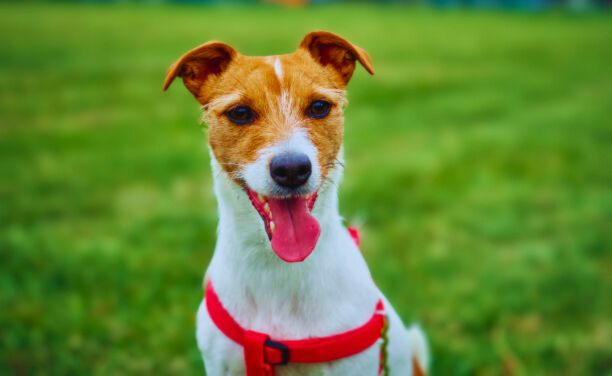 basenji and jack russell mix Dog