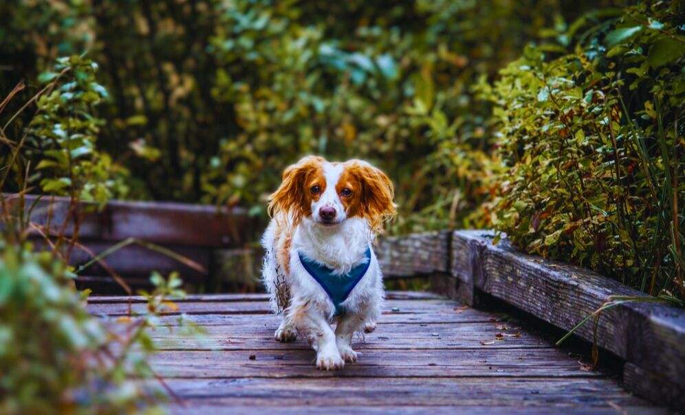 basenji beagle mix dog