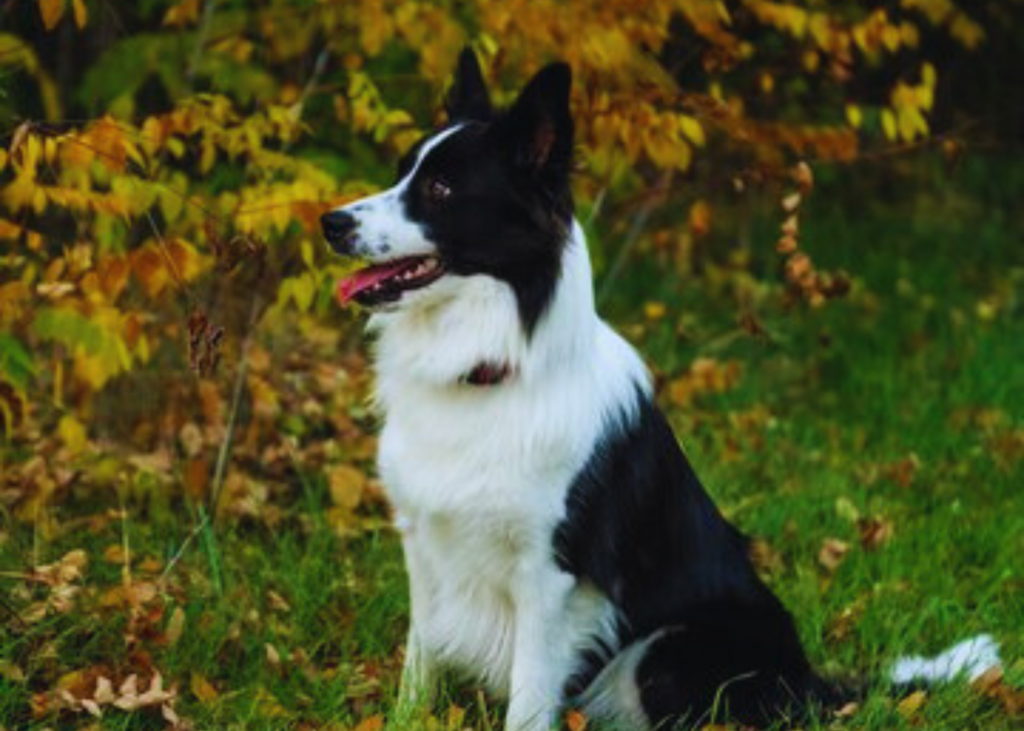 basenji cross border collie