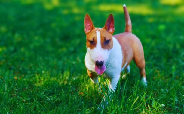 basenji cross jack russell Dog