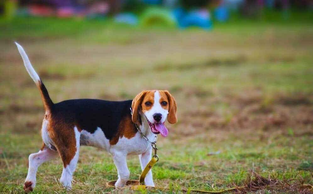 beagle basenji mix dog