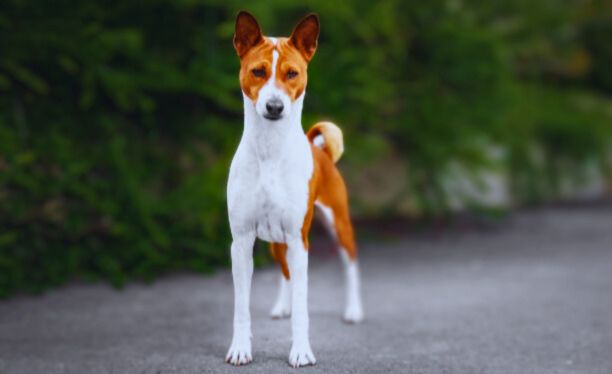 jack russell basenji Dog