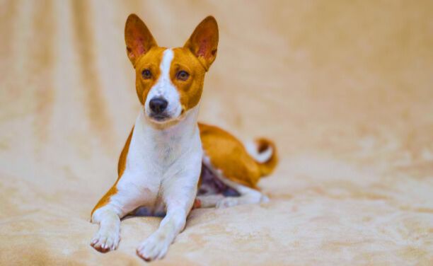 jack russell terrier basenji mix Dog