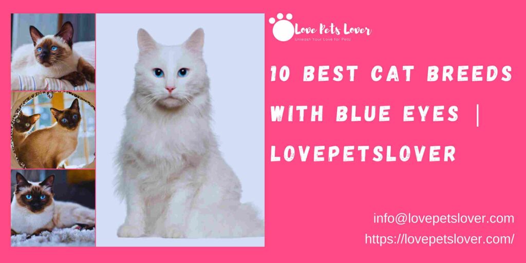 10 Best Cat Breeds with Blue Eyes