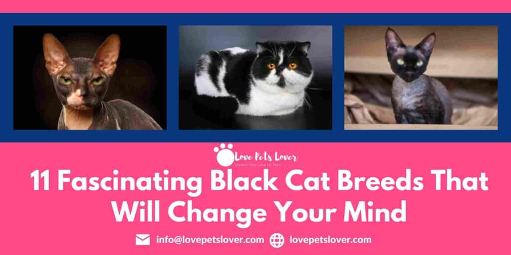 11 Fascinating Black Cat Breeds That Will Change Your Mind