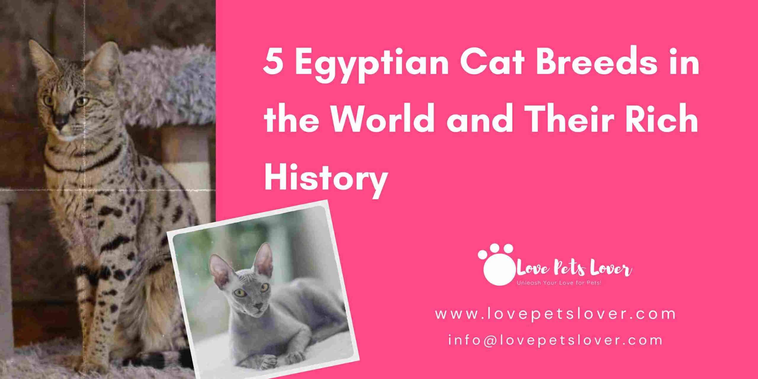 5 Egyptian Cat Breeds in the World and Their Rich History