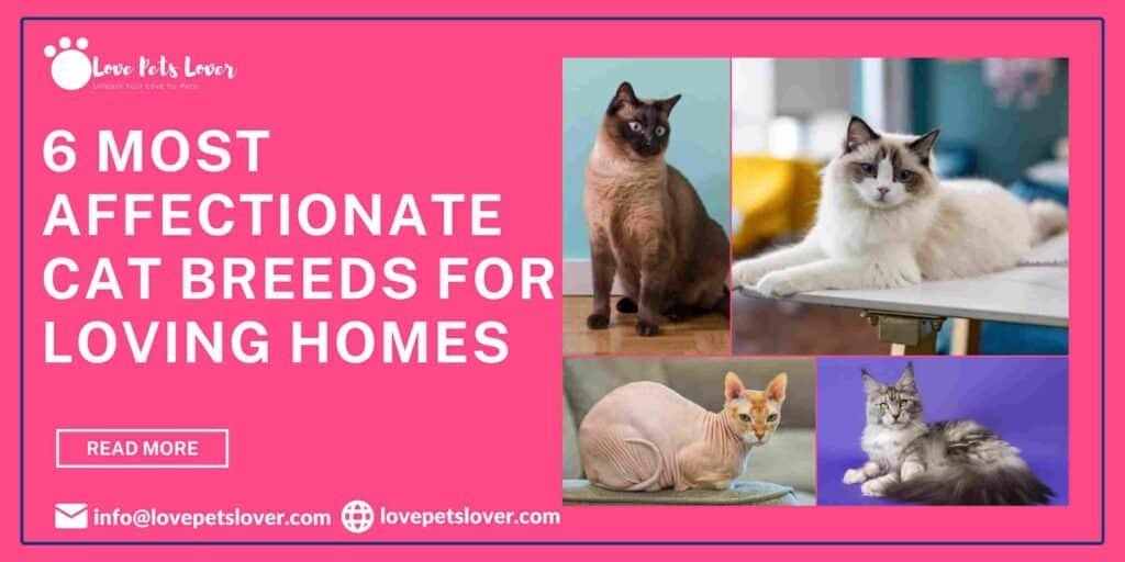 6 Most Affectionate Cat Breeds for Loving Homes