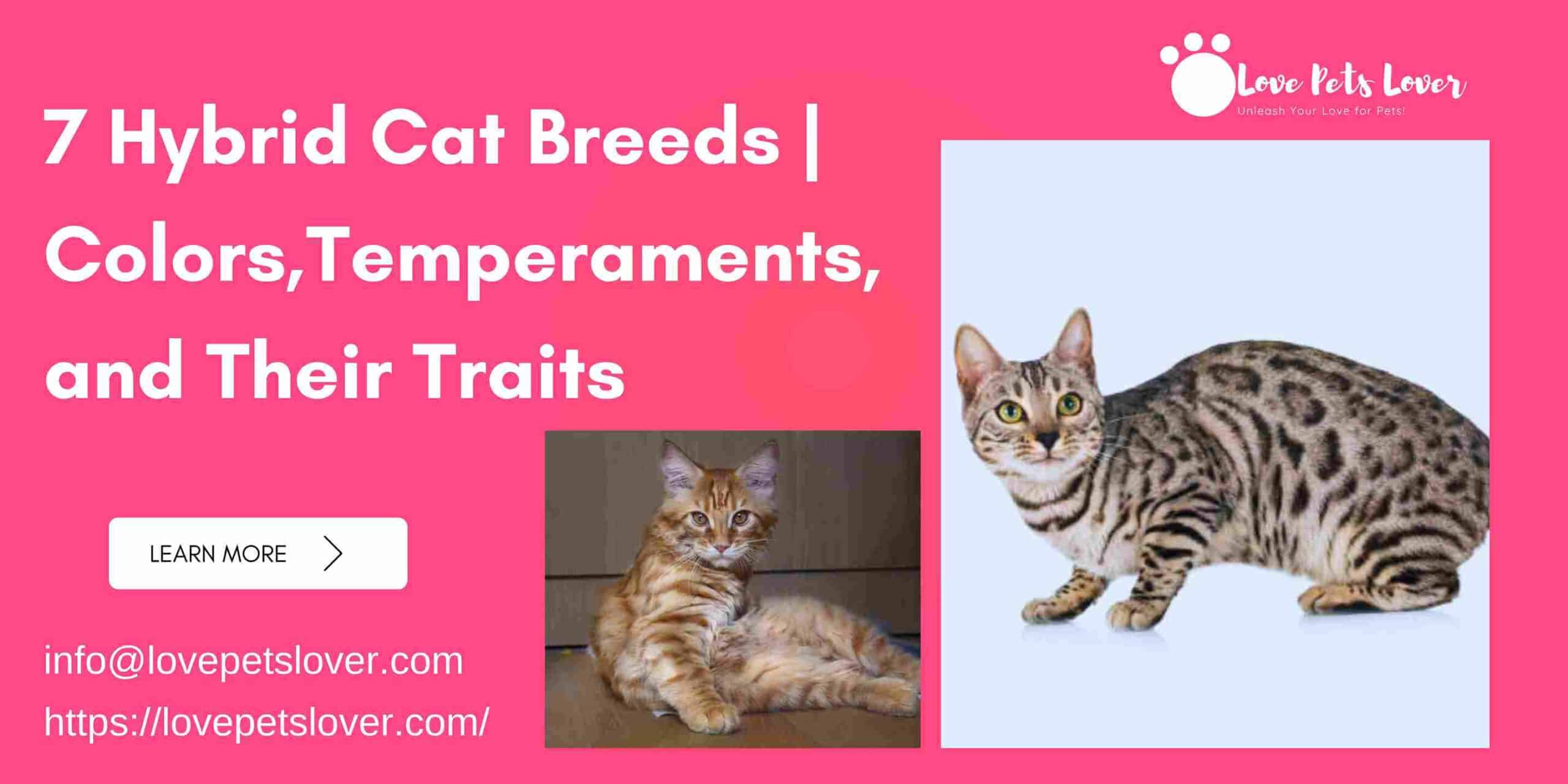 Hybrid Cat Breeds | Colors, Temperaments, and Their Traits