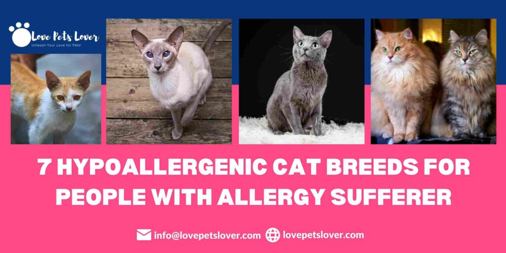 7 Hypoallergenic Cat Breeds for People With Allergy Sufferer