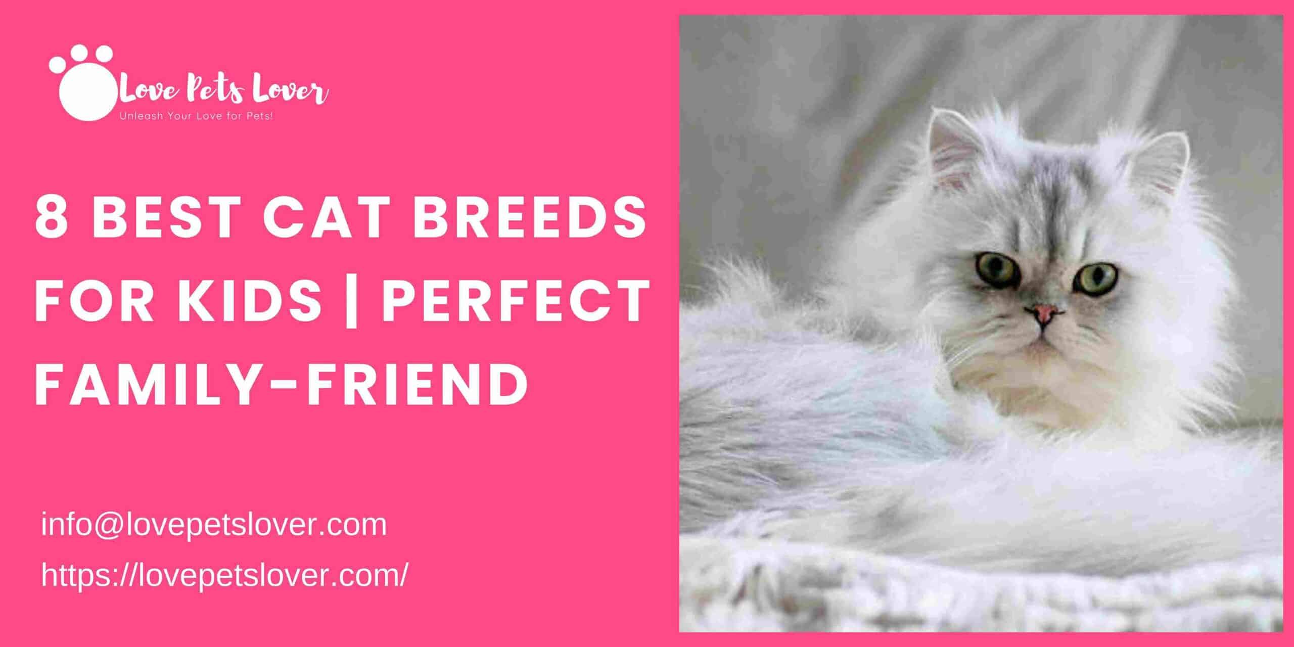 8 Best Cat Breeds for Kids | Perfect Family-Friend