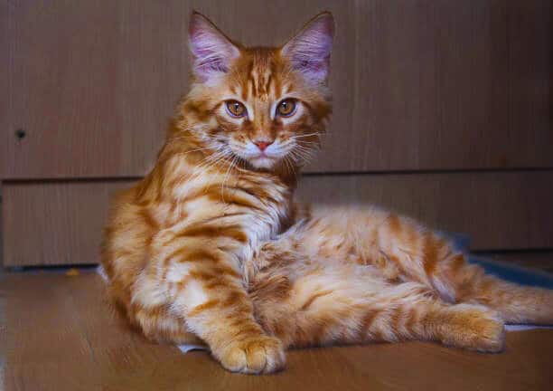 Cheetoh Cat Breed