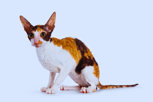 Cornish Rex Cat Breed