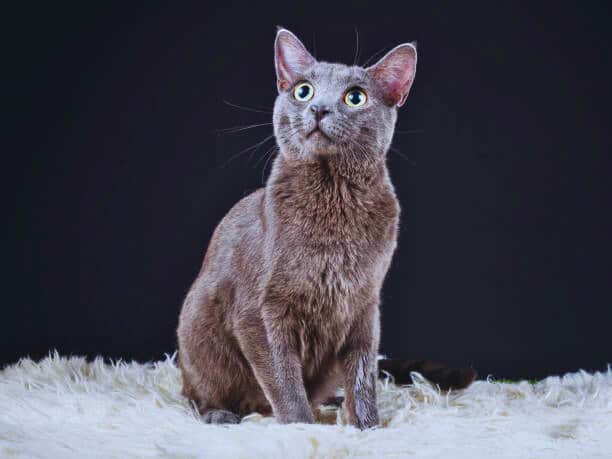 Russian Blue Cat Breed