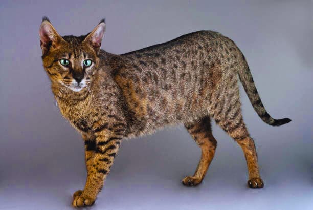 Savannah Cat Breed