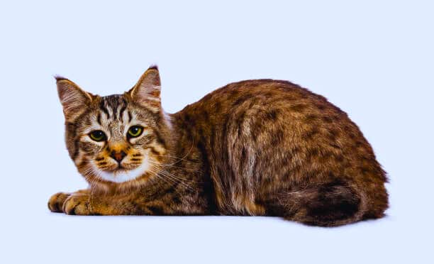 Spotted Tabby Cats Breed