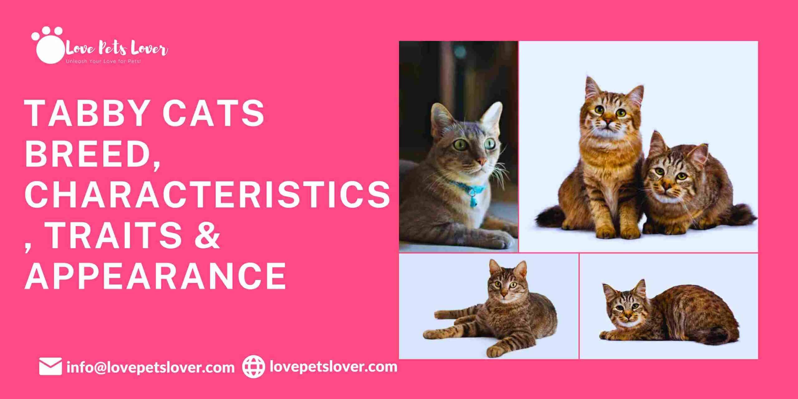 Tabby Cats | Breed, Characteristics, Traits & Appearance